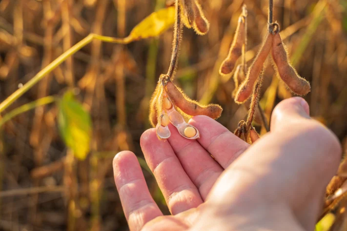 Potencialize sua lavoura com um aliado biológico que proporciona crescimento mais vigoroso e produtivo de plantas