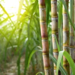 Bioativadores na cana: adoção e benefícios
