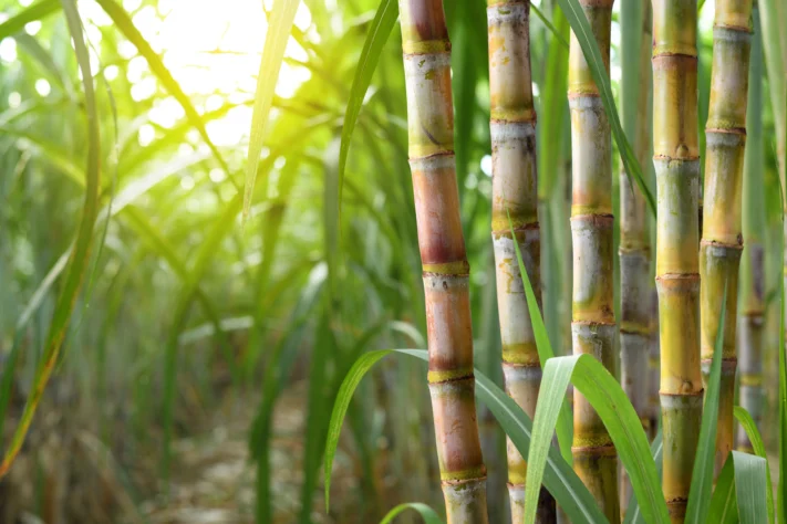 Bioativadores na cana: adoção e benefícios