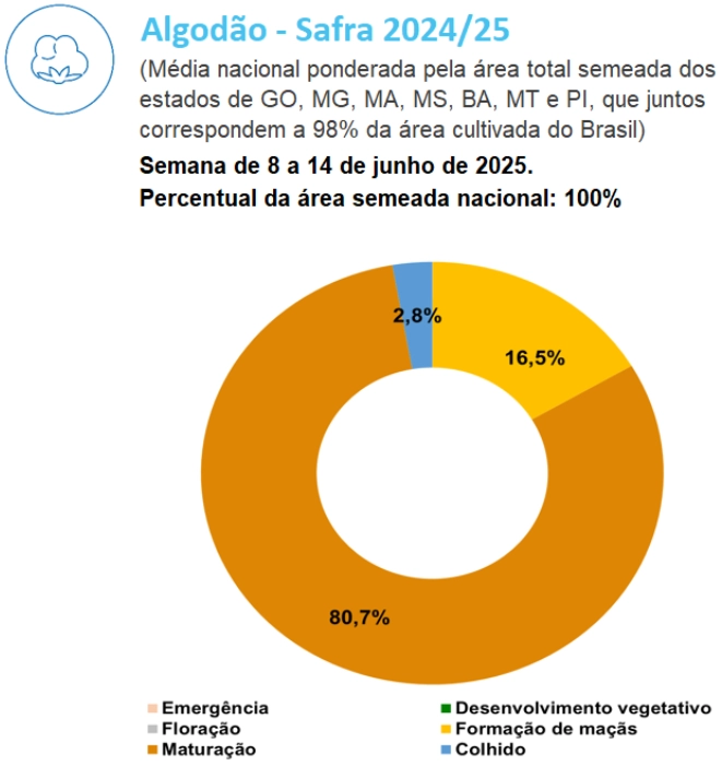 Infográfico mostrando a divisão do estágio fenológico das lavouras de algodão da safra 2024/25.