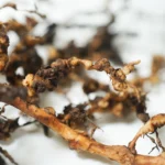Como controlar o nematoide-das-galhas com o uso de biológicos?