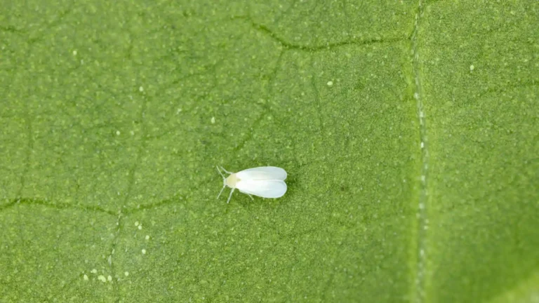controle de praga no algodão
