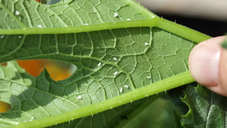 Inseticida biológico para mosca-branca