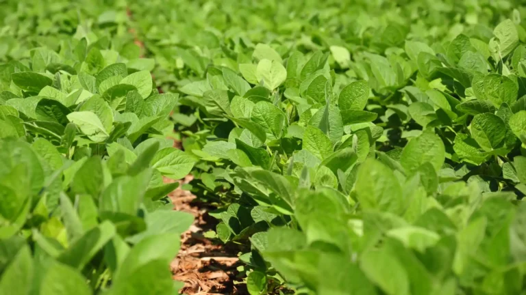 Plantação de soja.