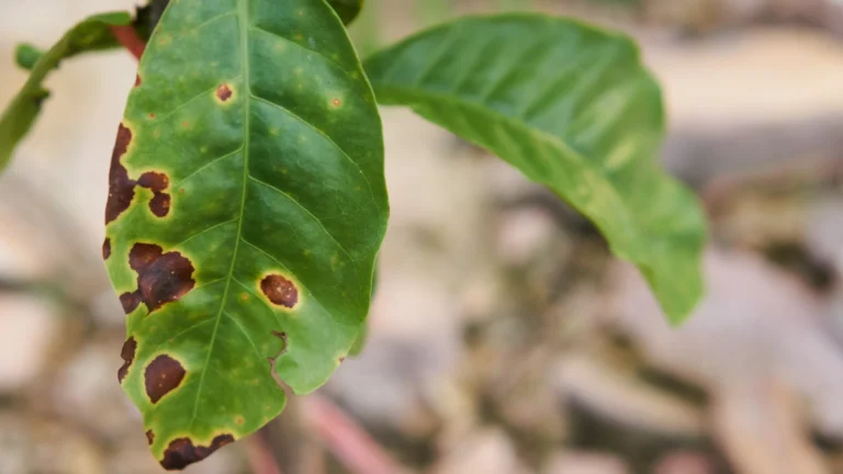 Mancha-aureolada (Pseudomonas syringae pv. garcae)