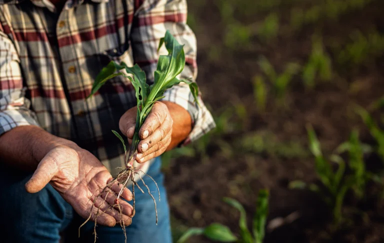 Agricultor segura uma muda jovem com raízes expostas em uma lavoura, examinando a saúde da planta.