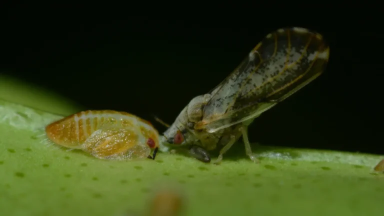 Diaphorina citri, ninfa e adulto do psilídeo dos citros em foto macro sobre tecido vegetal