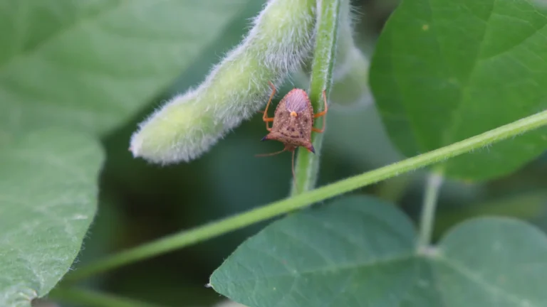 percevejo-marrom em haste de planta de soja com vagem bem formada e folhas verdes presentes