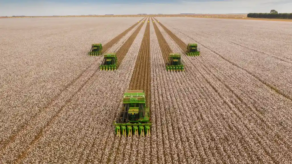 Vista aérea de uma vasta lavoura de algodão com cinco colheitadeiras verdes operando em linhas paralelas. A cena ilustra a escala, a tecnologia e a eficiência da produção agrícola de algodão no Brasil.