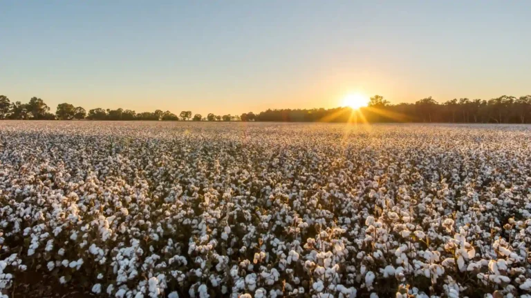 Lavoura de algodão ao entardecer