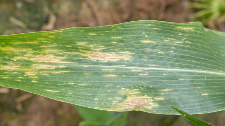 Folha de milho exibindo sintomas de bipolaris