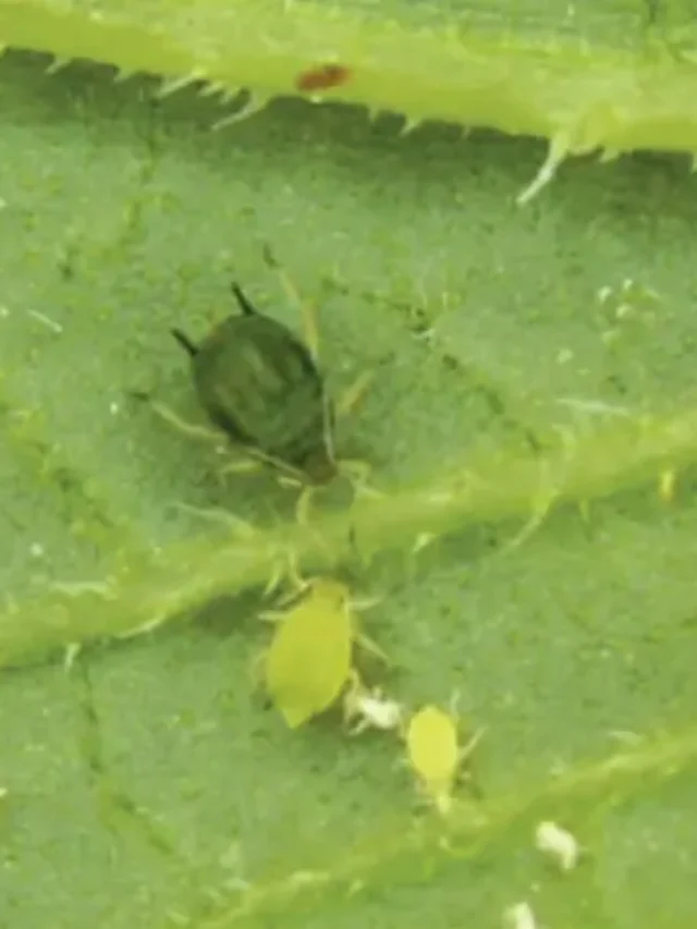 Controle de pulgão: inimigos naturais