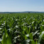 Lavoura de milho em desenvolvimento