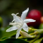 Flor de café