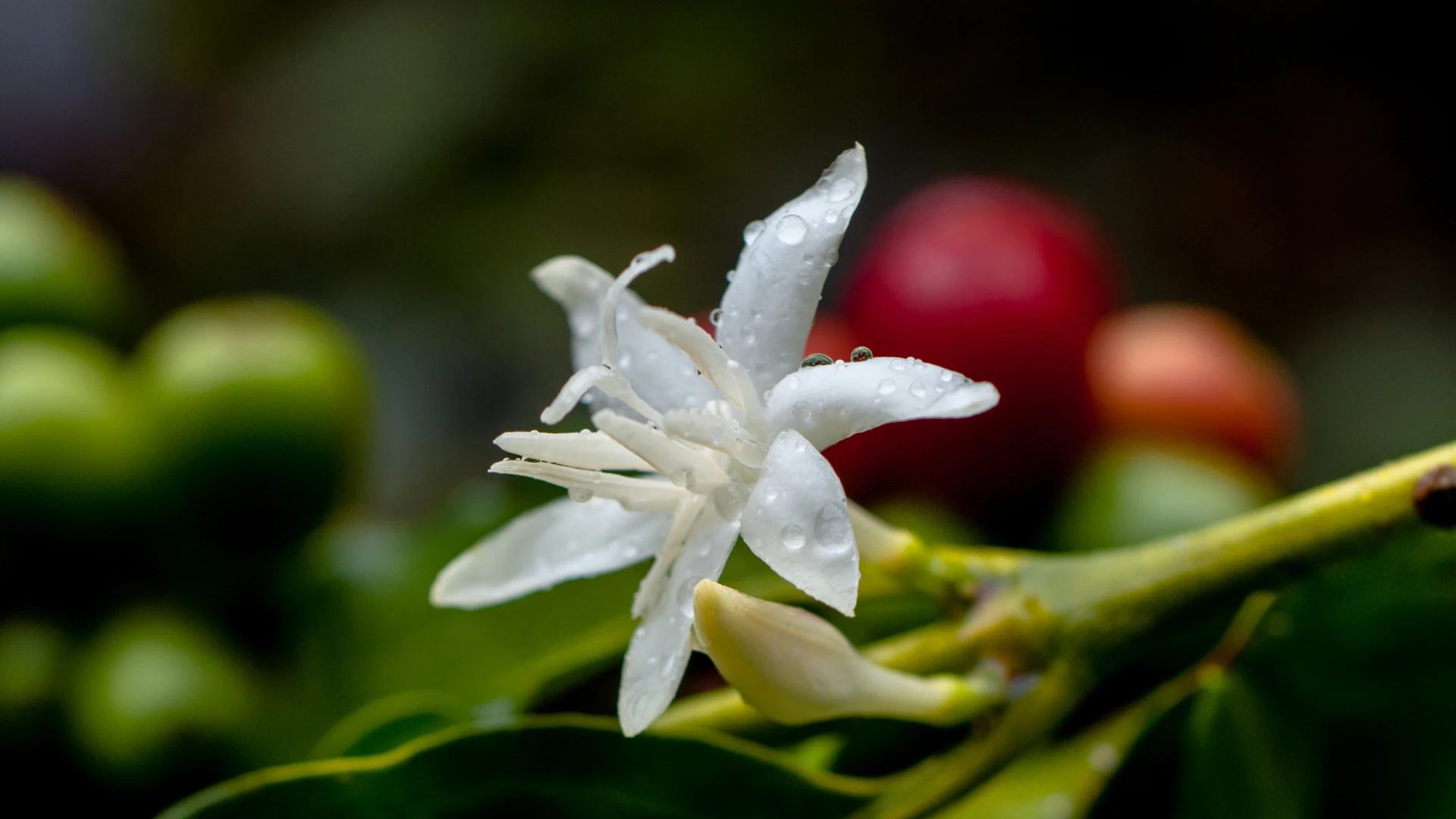 Flor de café