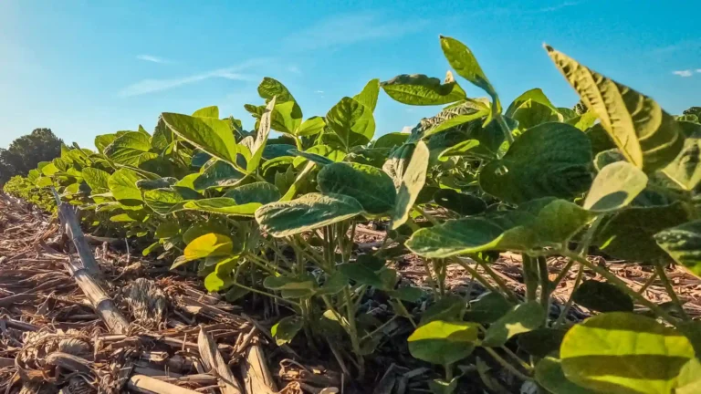 Plantas jovens de soja em um campo agrícola sem plantio direto. Foto tirada em meados de junho no Centro-Oeste dos EUA. Céu azul claro da manhã.