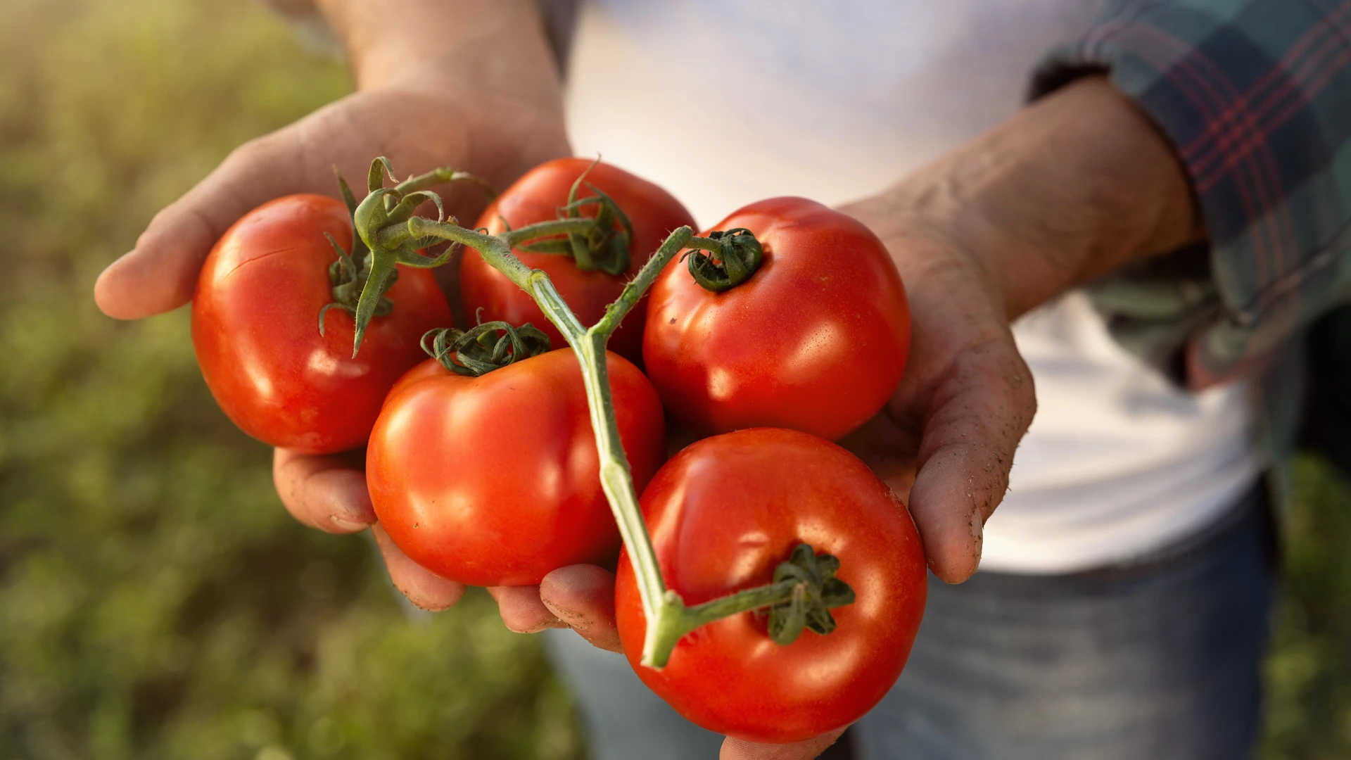 Mãos de agricultor segurando cacho de tomates vermelhos recém-colhidos