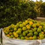 Bag de laranjas em pomar