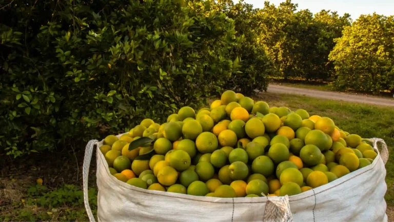Bag de laranjas em pomar