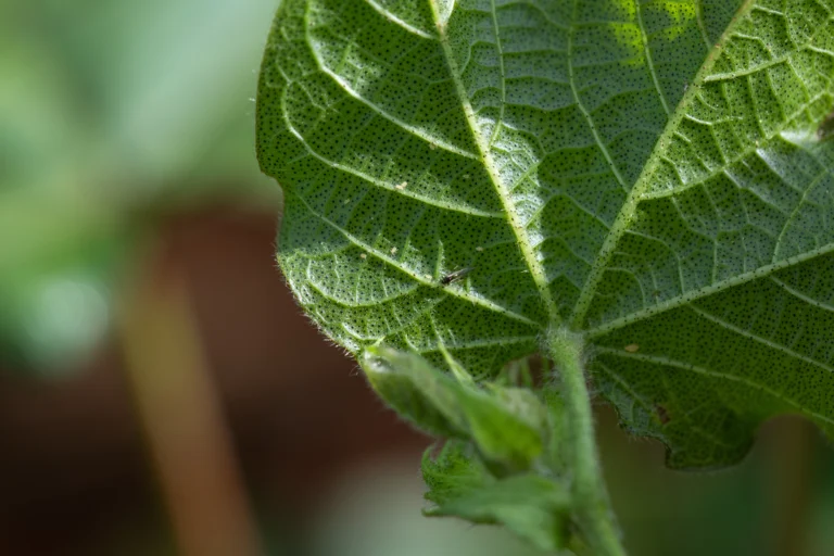 Fotografia macro de uma folha de algodão vista contra a luz. A iluminação revela a textura da folha e a presença de um minúsculo tripes, uma praga agrícola, caminhando perto da nervura central.