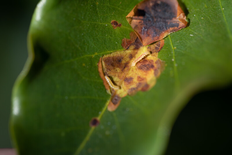 Close-up de uma folha de café com uma lesão necrótica (morta/marrom). A camada superior da folha foi removida, revelando duas pequenas larvas brancas de bicho-mineiro dentro do tecido danificado.