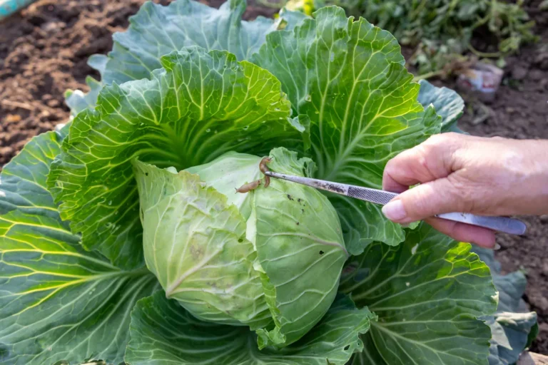 essoa utilizando pinça para remover uma lesma da superfície de um repolho em um jardim, ilustrando o monitoramento manual de pragas em cultivo agrícola orgânico.