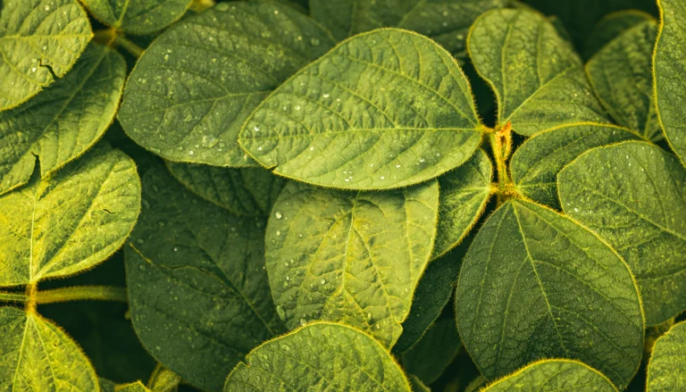 Close-up de folhas de soja verdes e densas, cobertas com pequenas gotas de orvalho.