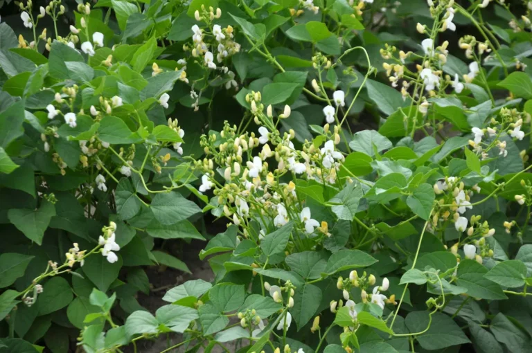 Feijão (Phaseolus vulgaris) florescendo durante o verão.