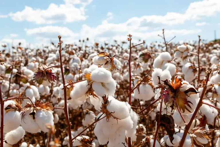 Campo de algodão com plantas maduras prontas para a colheita, exibindo capulhos abertos com fibras brancas e fofas.