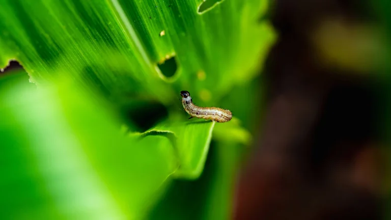 Spodoptera em folha de milho