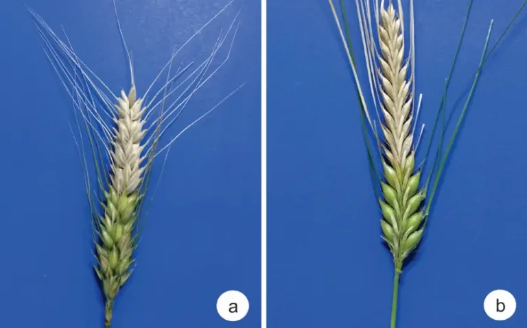 Brusone no trigo e na cevada.
