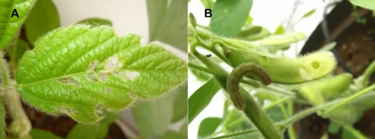 Dano de Heliothis virescens em folhas de soja causado por lagartas recém eclodidas (A) e vagens em R5 (B)