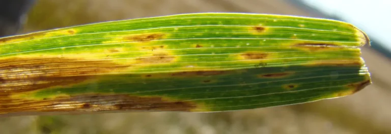 Trigo com sintomas de mancha-amarela