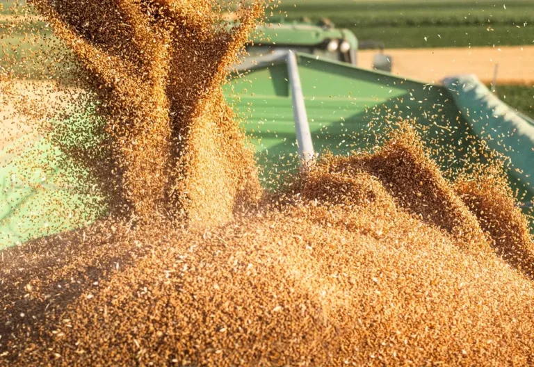Colheitadeira despejando grãos de trigo.