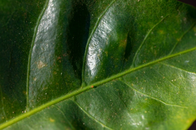 Brevipalpus phoenicis em folha de café, ácaro-da-leprose