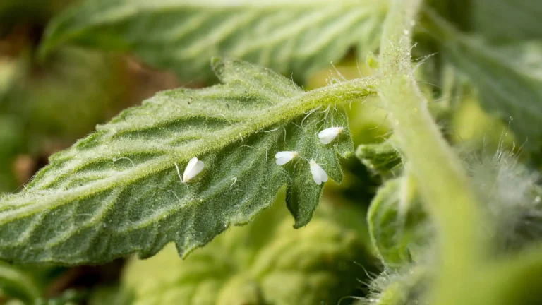 colônia da mosca-branca (Bemisia tabaci) em folha de tomate.