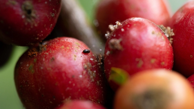 Grãos de café vermelho perfurados por broca-do-café, com a presença da broca em cima do grão 