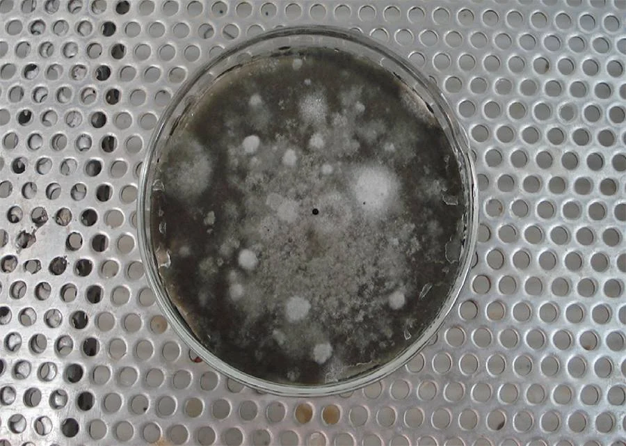 Close-up do fungo Corynespora cassiicola, causador da mancha-alvo, crescendo em uma placa de Petri.