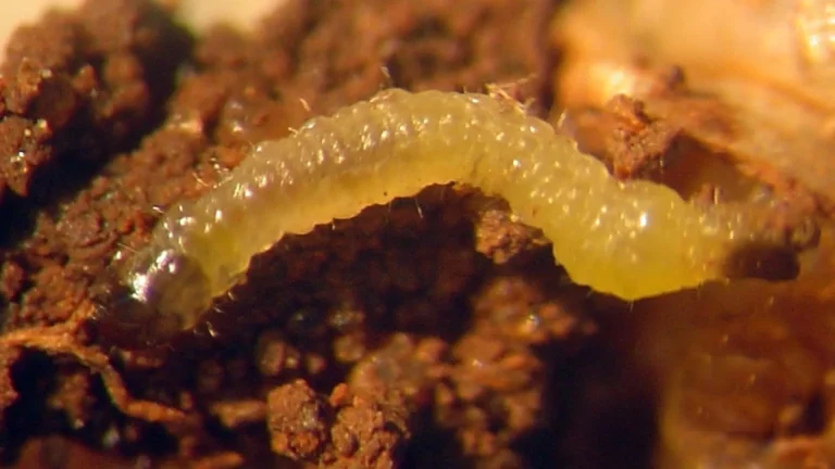 Fase larval da vaquinha-verde-amarela (Diabrotica speciosa), também conhecida como larva-alfinete.