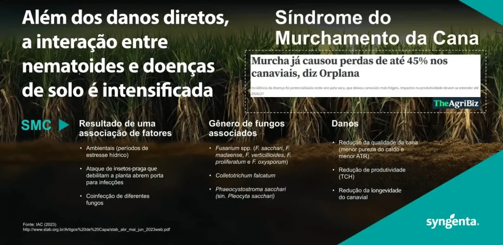 Infográfico da Syngenta sobre a "Síndrome do Murchamento da Cana (SMC)", explicando a interação entre nematoides e fungos causadores da doença.