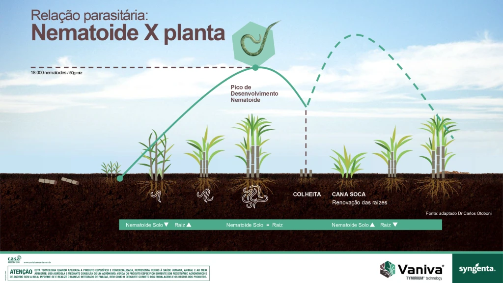 Infográfico destacando a relação parasitária entre os nematoides e o ciclo produtivo da cana-planta e cana-soca, correlacionando o desenvolvimento radicular com o número de nematoides no solo.