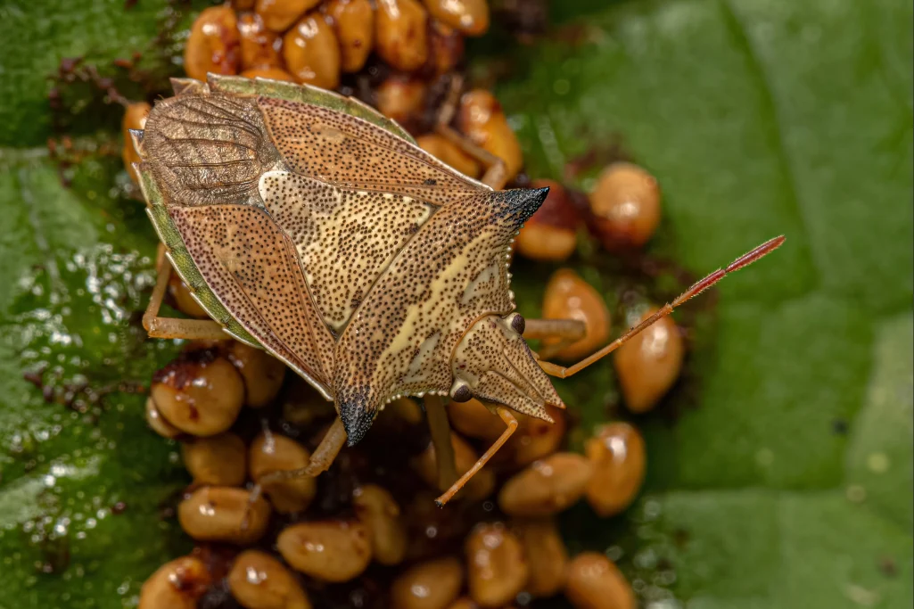 Percevejo-verde adulto da espécie Diceraeus melacanthus 