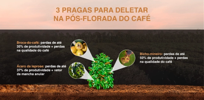 Infográfico destacando as 3 principais pragas do café na pós-florada: broca-do-café, ácaro da leprose e bicho-mineiro