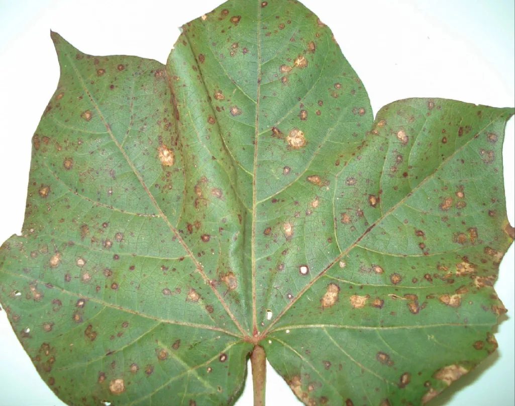 Fotografia de uma folha de algodão, exibindo sintomas avançados de mancha-alvo. A folha está coberta por pequenas manchas marrons (pontuações) e lesões maiores, circulares e necróticas.