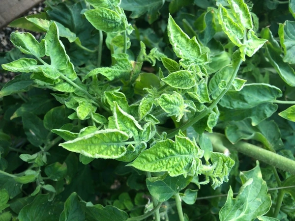 Planta de tomate exibindo sintomas do Vírus do Enrolamento da Folha Amarela do Tomateiro (TYLCV)