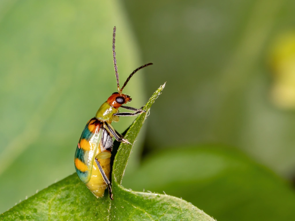 Besouro brasileiro da espécie Diabrotica speciosa (vaquinha / patriota / vaquinha-verde-amarela)