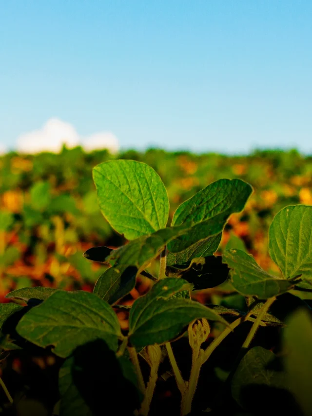 Estresse na soja faz parte do sistema