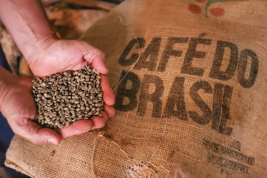 grão de café beneficiado 