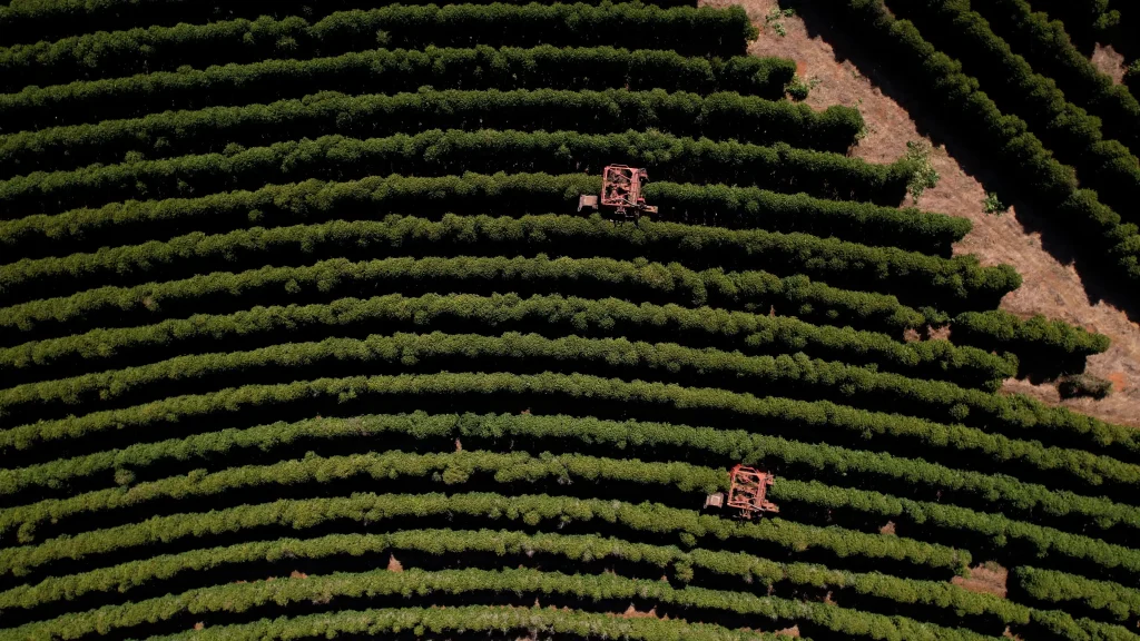 Lavoura de café arábica em Minas Gerais 