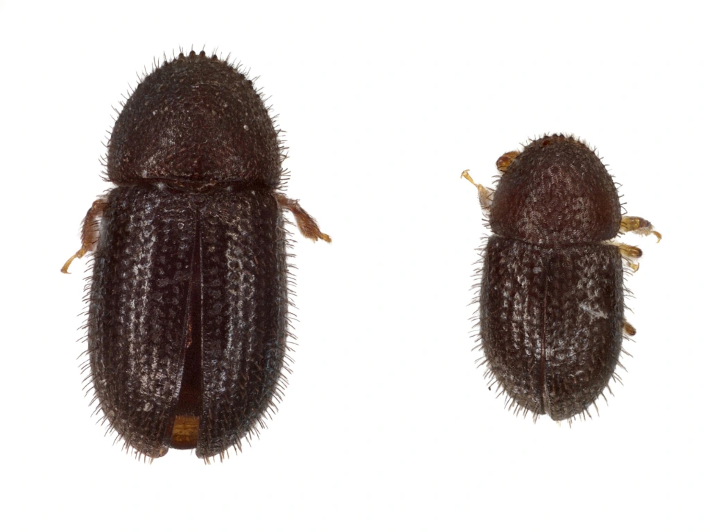 Adulto de broca-do-café